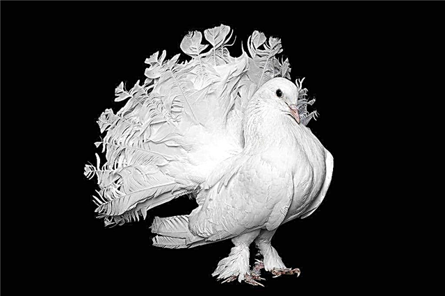 Descripción de la raza de palomas Pavos reales
