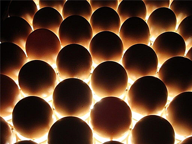 Ovoscopic process of chicken eggs