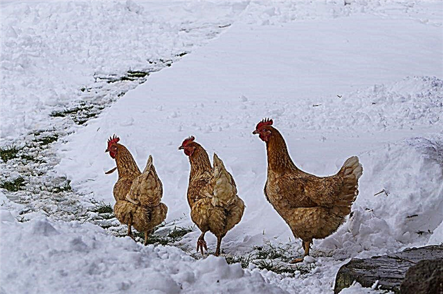 Maintenance of laying hens in winter