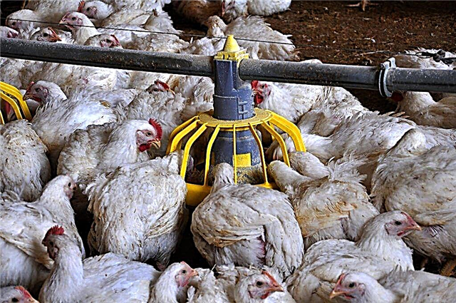 Konstrukce automatického krmítka pro kuřata