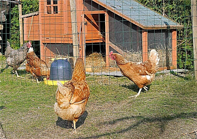 Wie man einen Hühnerstall zu Hause richtig desinfiziert