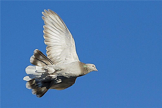 Vlastnosti Takla holubů