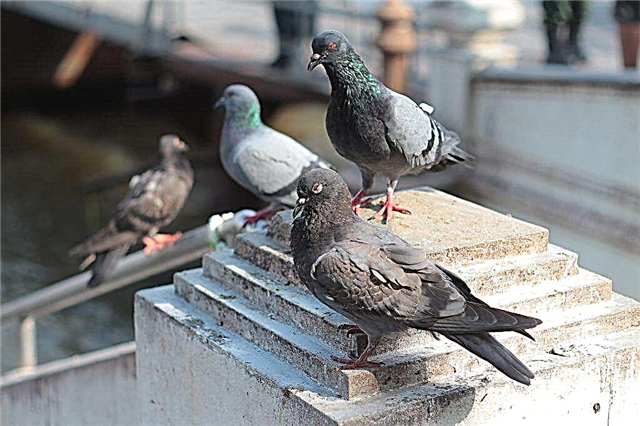 How to catch a domestic or wild pigeon