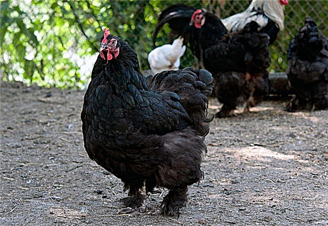 Chickens of the Cochinhin breed