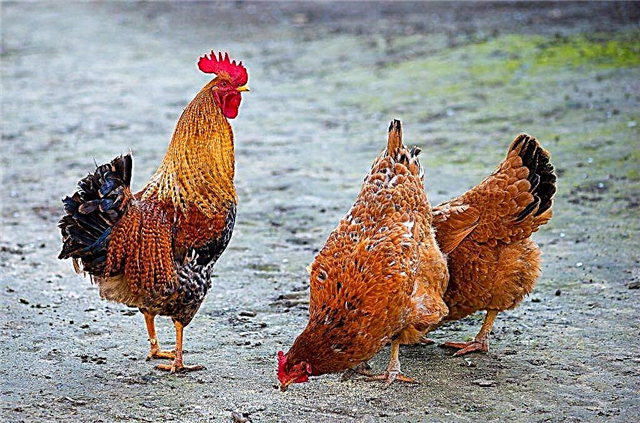 Variasjoner av raser av kjøttspisende kyllinger