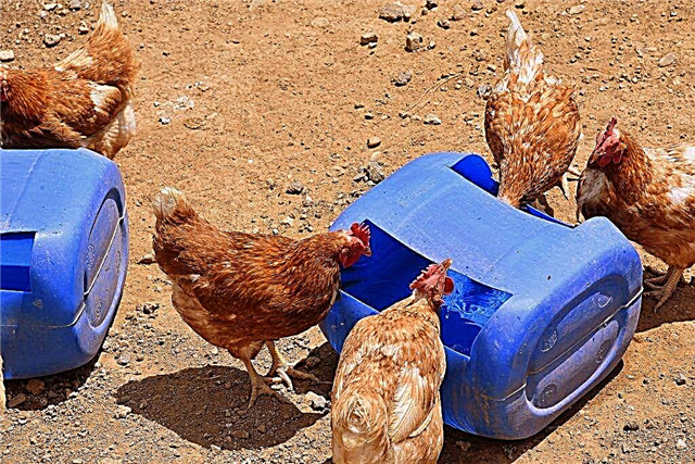How to make a drinker for chickens from a plastic bottle with your own hands