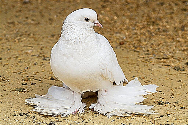 Characteristics of the pigeon Agaran