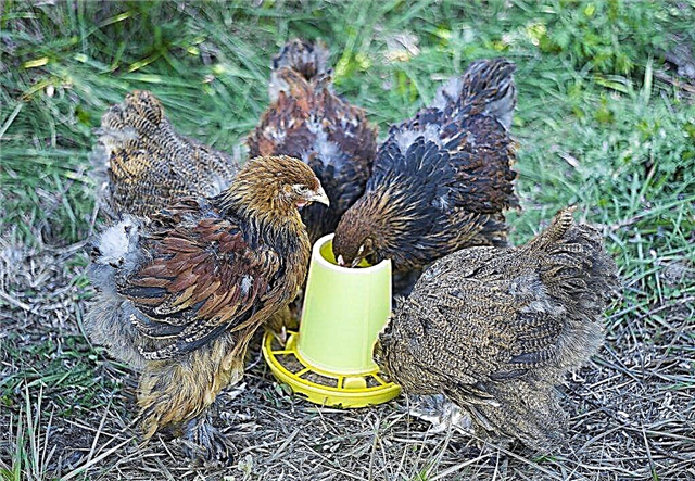 Características de las razas de gallinas ponedoras de huevos.