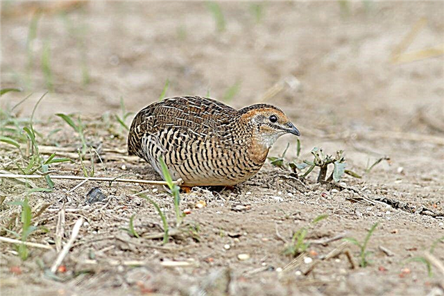 What are the diseases of quail, symptoms and methods of treatment