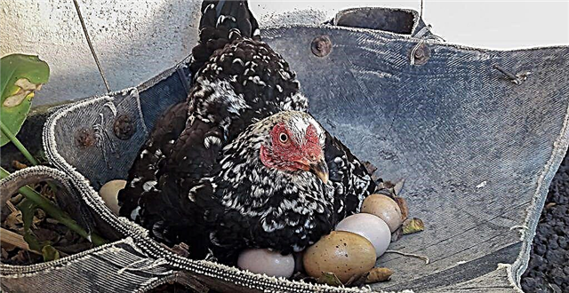 Per quanti giorni un pollo fa schiudere le uova