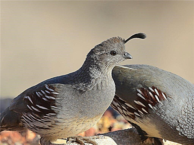 Rules for keeping quails in the country