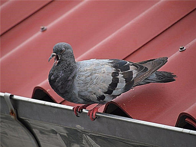 Causes de virevolter chez les pigeons