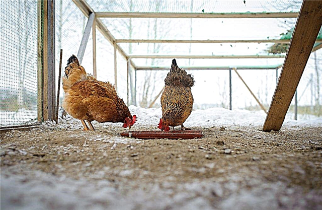 What to feed chickens in winter