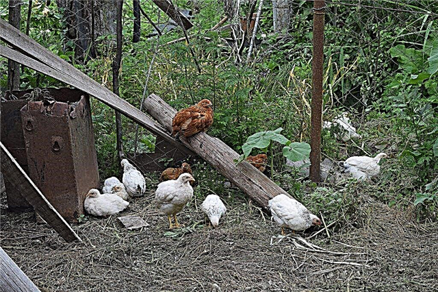 Mini meat chickens for a private farm