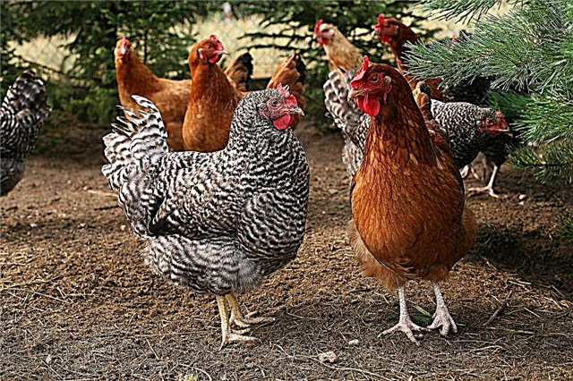 Moyens d'augmenter la production d'œufs chez les poulets domestiques