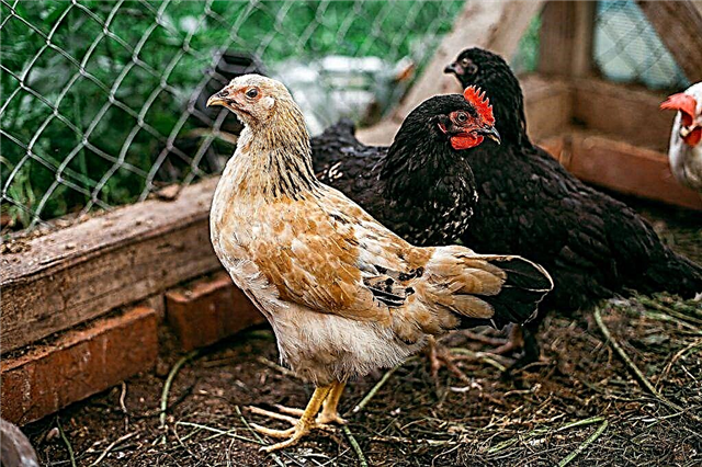 Vilka raser av kycklingar lägger mest ägg