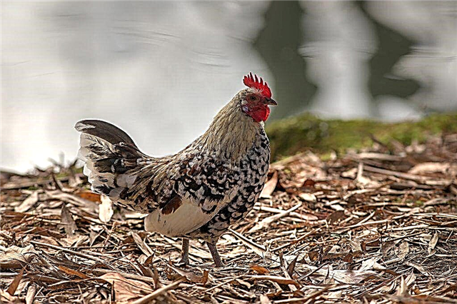 Characteristics of the Livensky breed of chickens