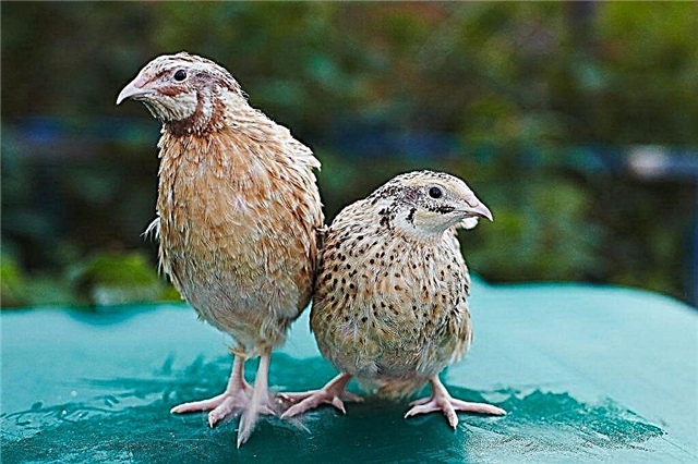 Characteristics of Manchu quails