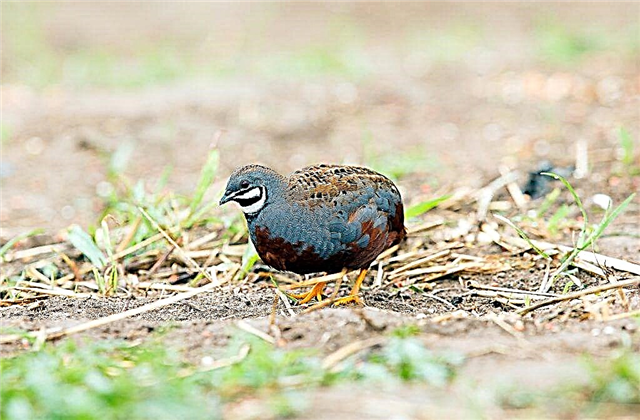 Chinese painted quail in nature and in captivity