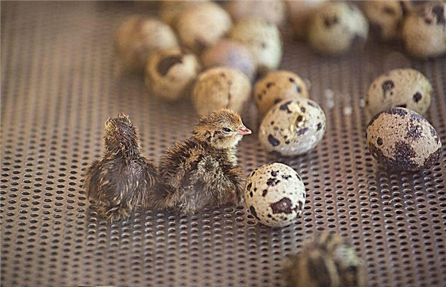 How is the incubation of quail eggs