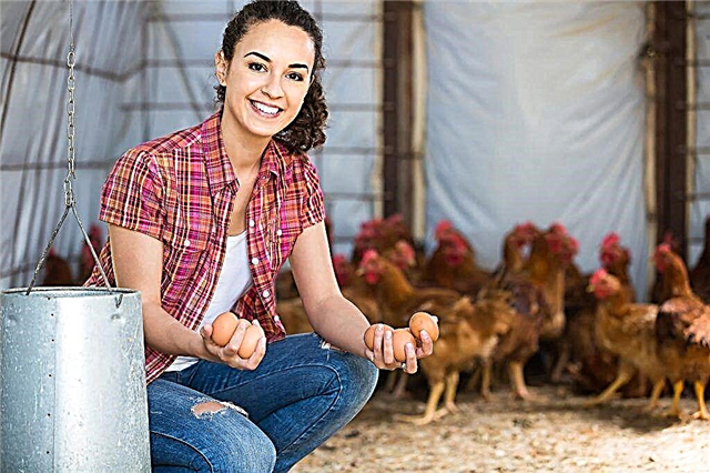Wie und was man Hühner füttert, um viele Eier zu legen