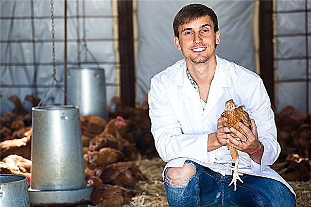 Pourquoi les poulets ne se précipitent pas - raisons et méthodes de solution