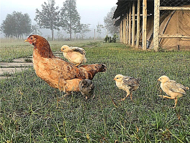 Behandlung des Eileiterprolaps bei Hühnern
