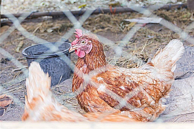 Waarom kippen kunnen stoppen met leggen