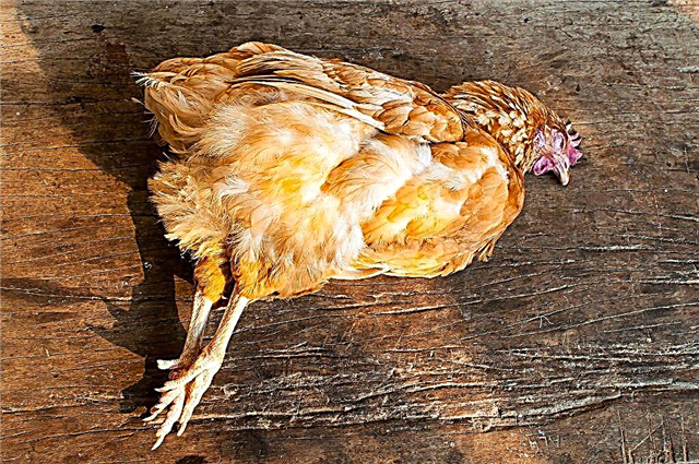 Why chickens can die