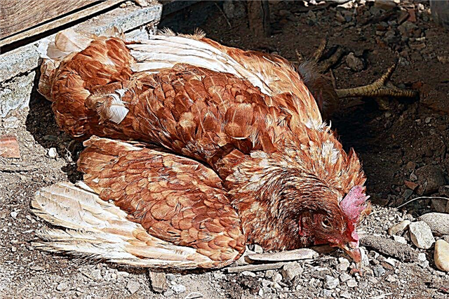 Enfermedades comunes de las patas en pollos.