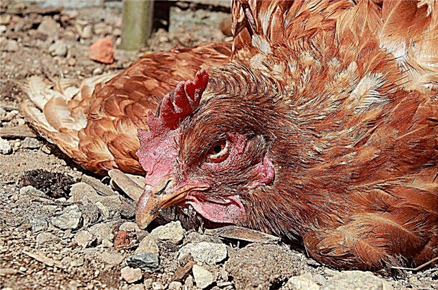 Newcastle disease in chickens
