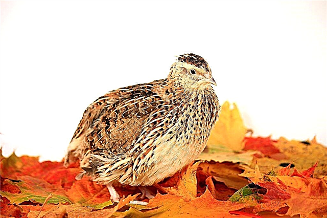 Characteristics of Estonian quails