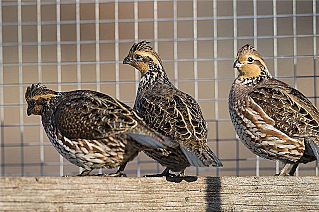 Quail Feathering Functionality