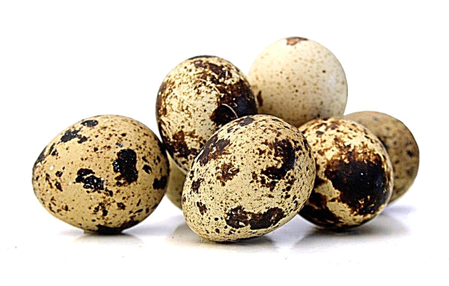 Ways to increase egg production in quails