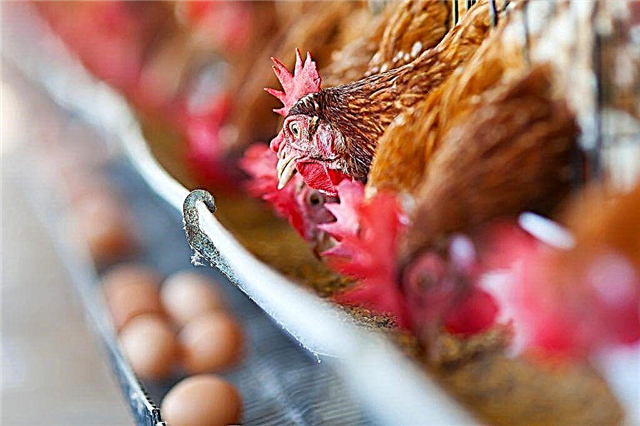 مدة إنتاج البيض في الدجاج البياض