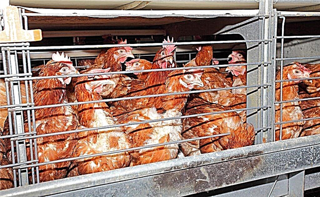 Installation av ventilation i kycklingskåpet