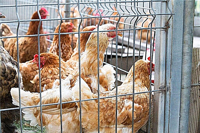 Cages de poulet bricolage