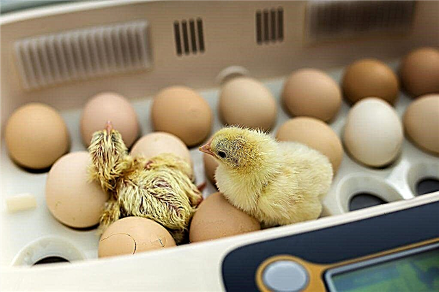 Як вибрати модель інкубатора для курячих яєць