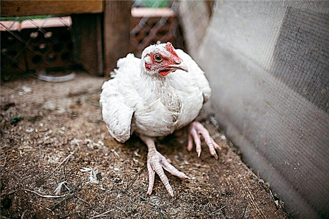 How to treat broilers that fall to their feet