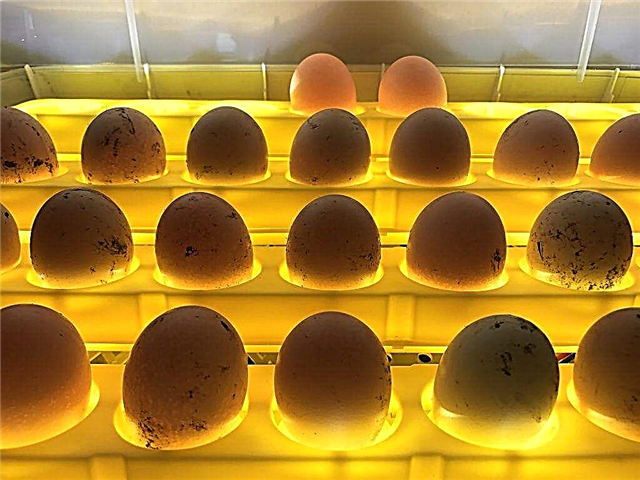 Як повинна відбуватися інкубація курячих яєць