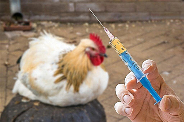 What antibiotics are used to treat laying hens