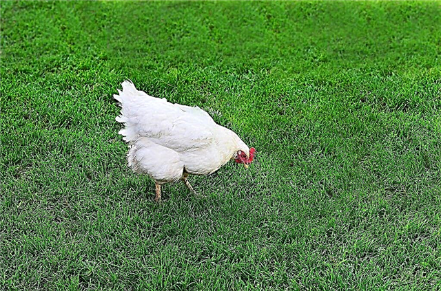 دجاج بيضة اتجاه لومان أبيض