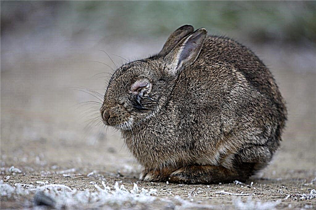 How to deal with myxomatosis in rabbits