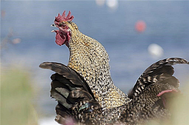 Por que as galinhas precisam de um galo em um galinheiro?