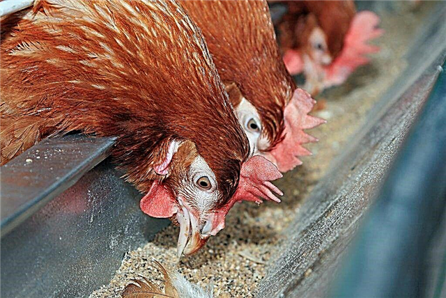 Cara membuat pengumpan ayam dari pipa saluran pembuangan