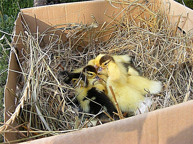Comment faire un nid pour les canards