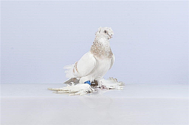 Features of the Uzbek two-headed pigeons