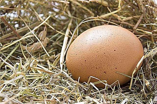 How to find out how much a hen's egg weighs without shell