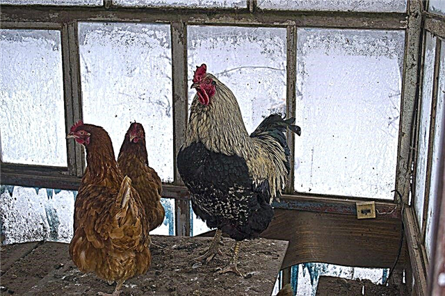 Cómo alimentar pollos en invierno para la producción de huevos
