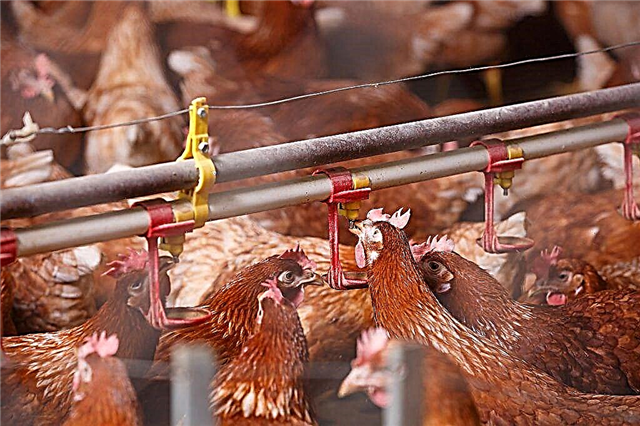 Criação doméstica de galinhas como tipo de negócio